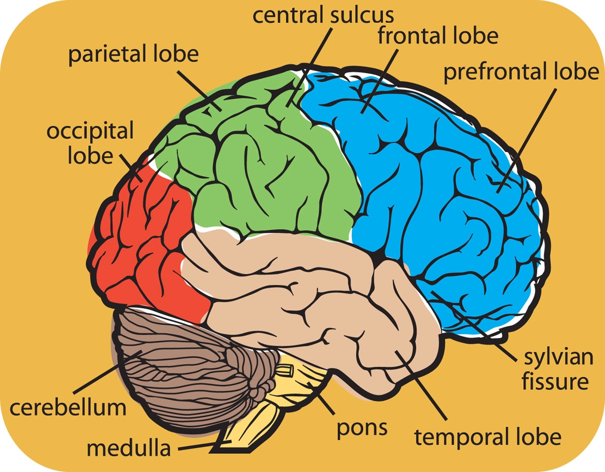 Anatomy of Brain