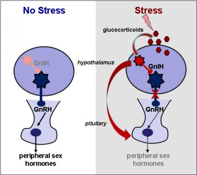 Fertility and Stress Management