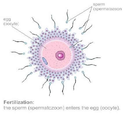 IVF Ludhiana