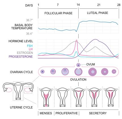 Menstrual Cycle - Pregnancy Problems